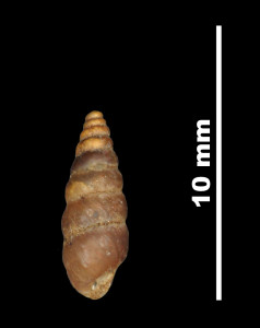 Pupa_penchinatiana_sexplicata_89-8539_P