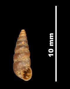 Pupa_penchinatiana_sexplicata_89-8539_V