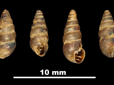 Pupa_penchinatiana_sexplicata_89-8540_DVP