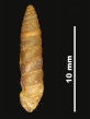 Pupa perlonga