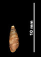 Pupa pulchella
