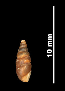 Pupa_pulchella_89-8532_P