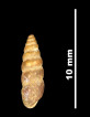 Pupa saltus
