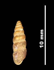 Pupa_saltus_89-8537_D