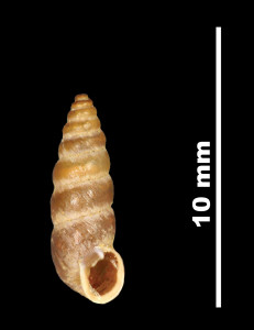 Pupa_saltus_89-8537_V