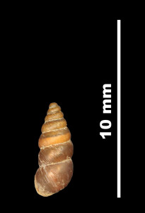 Pupa_tarraconensis_89-8596A_D