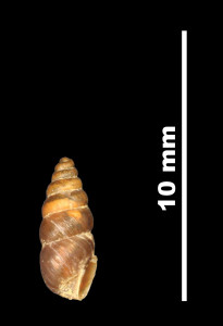 Pupa_tarraconensis_89-8596A_P