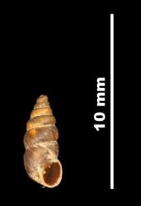 Pupa_tarraconensis_89-8596A_V