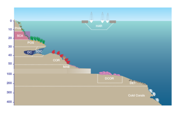 Pentapora ottomuelleriana
