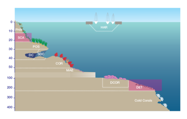 Entalophoroecia robusta