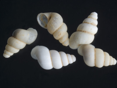 Sardopaladilhia_buccina_2002-0693_JV