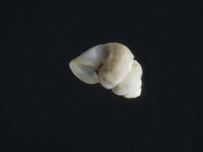 Sardopaladilhia_distorta_2002-0694_JV