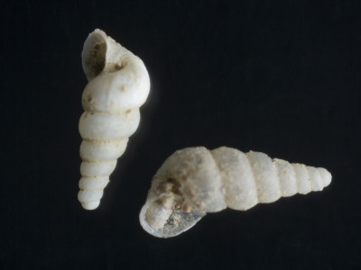 Sardopaladilhia_marianae_2002-0692_JV