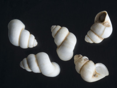 Sardopaladilhia_subdistorta_2002-0695_JV