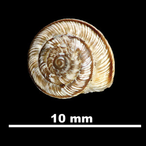 Trochoidea_(Xerocrassa)_llopisi_84-7285A_D