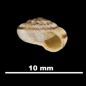 Trochoidea_(Xerocrassa)_llopisi_84-7285A_P