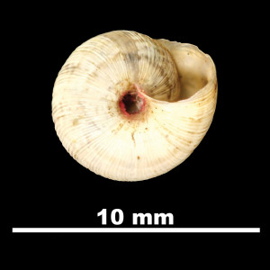 Trochoidea_(Xerocrassa)_llopisi_84-7285A_V
