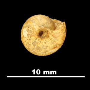 Xerocrassa_edmundi_2005-0549_V