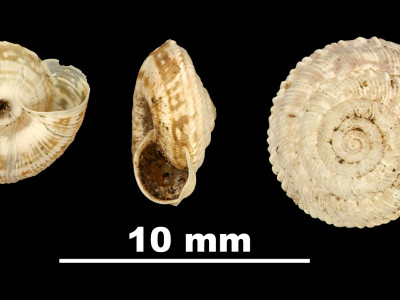 Xerocrassa_prietoi_muroensis_2006-0172_VPD