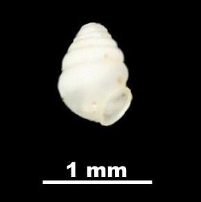 Zospeum_bellesi_89-8575_D